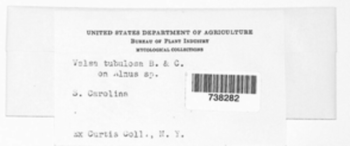 Valsa tubulosa image